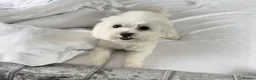 Bichon Frise dogs for sale: Beautiful Dog For Sale  - Advert 1