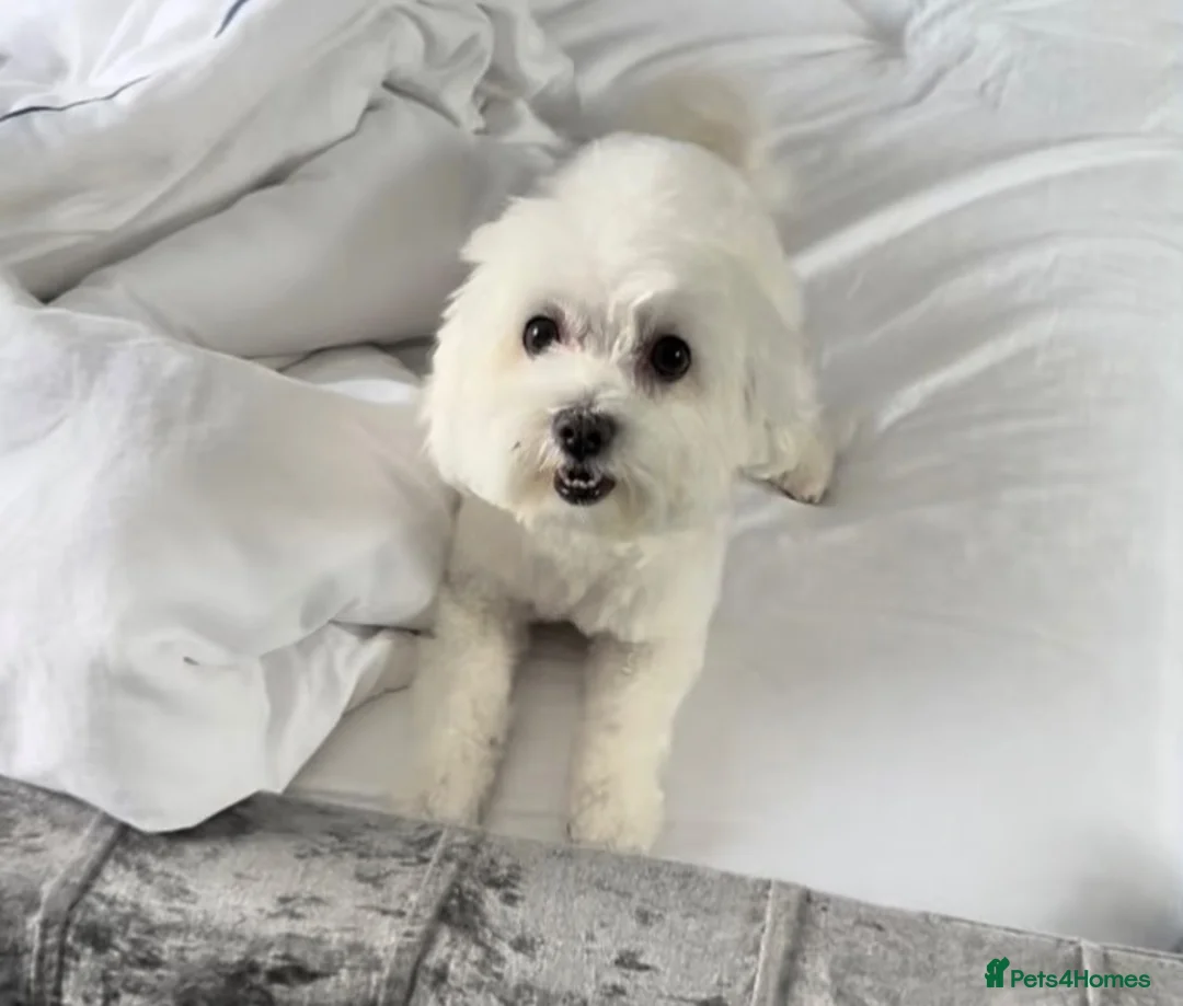 Bichon Frise dogs for sale: Beautiful Dog For Sale  - Advert 1
