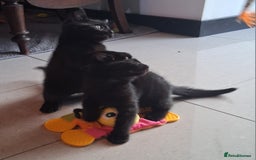 Mixed Breed cats for sale: Gorgeous Chunky Kittens  - Image 14