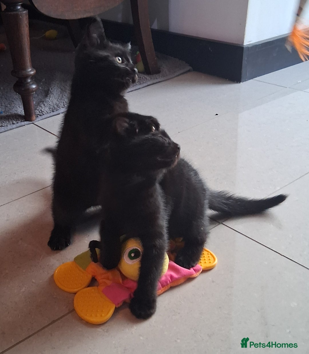 Mixed Breed cats for sale: Gorgeous Chunky Kittens  - Image 14