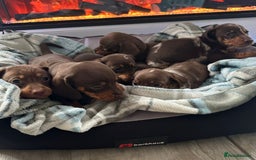 Miniature Dachshund dogs for sale: Miniature dachshund puppies - Image 1