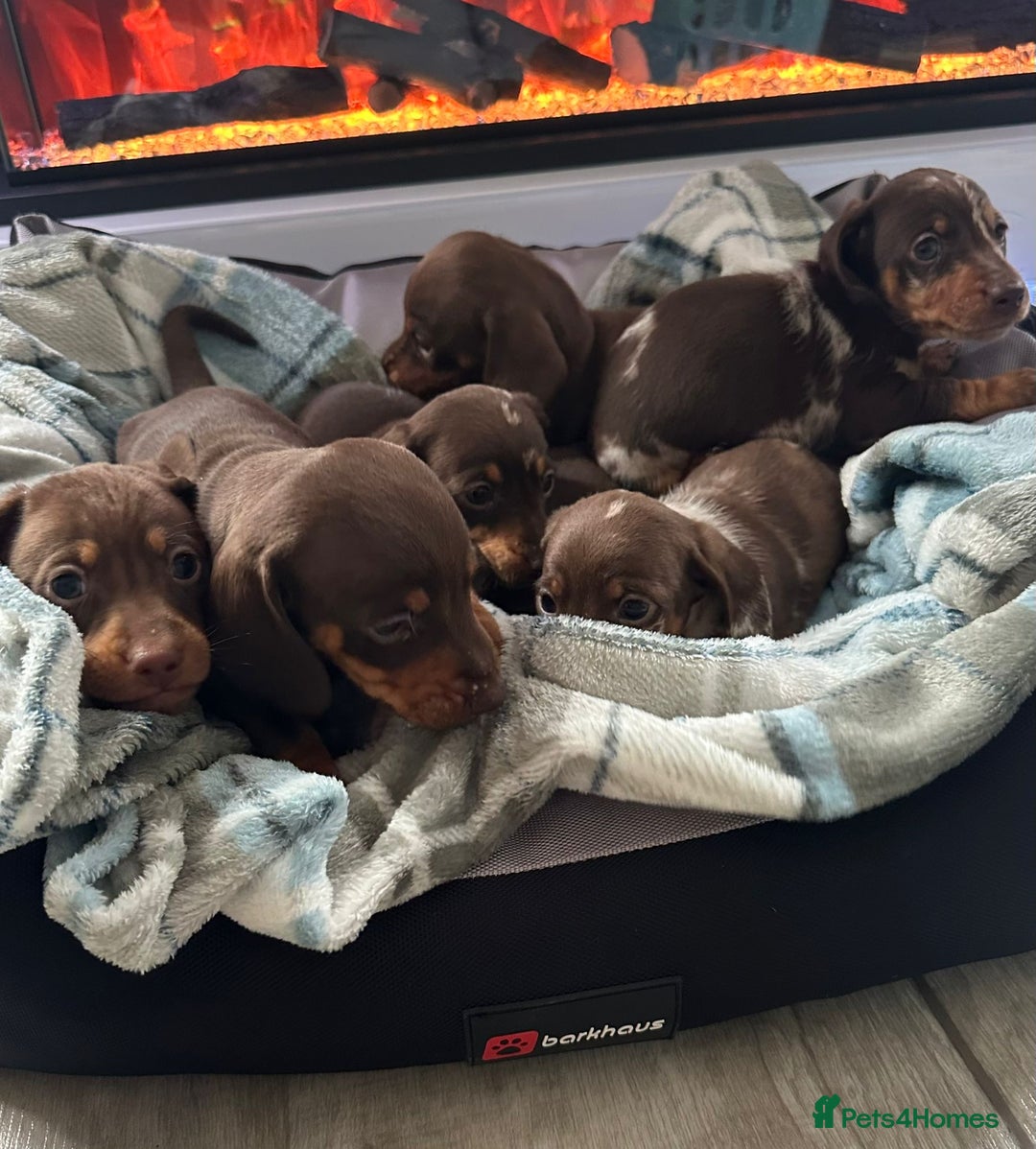 Miniature Dachshund dogs for sale: Miniature dachshund puppies - Image 1