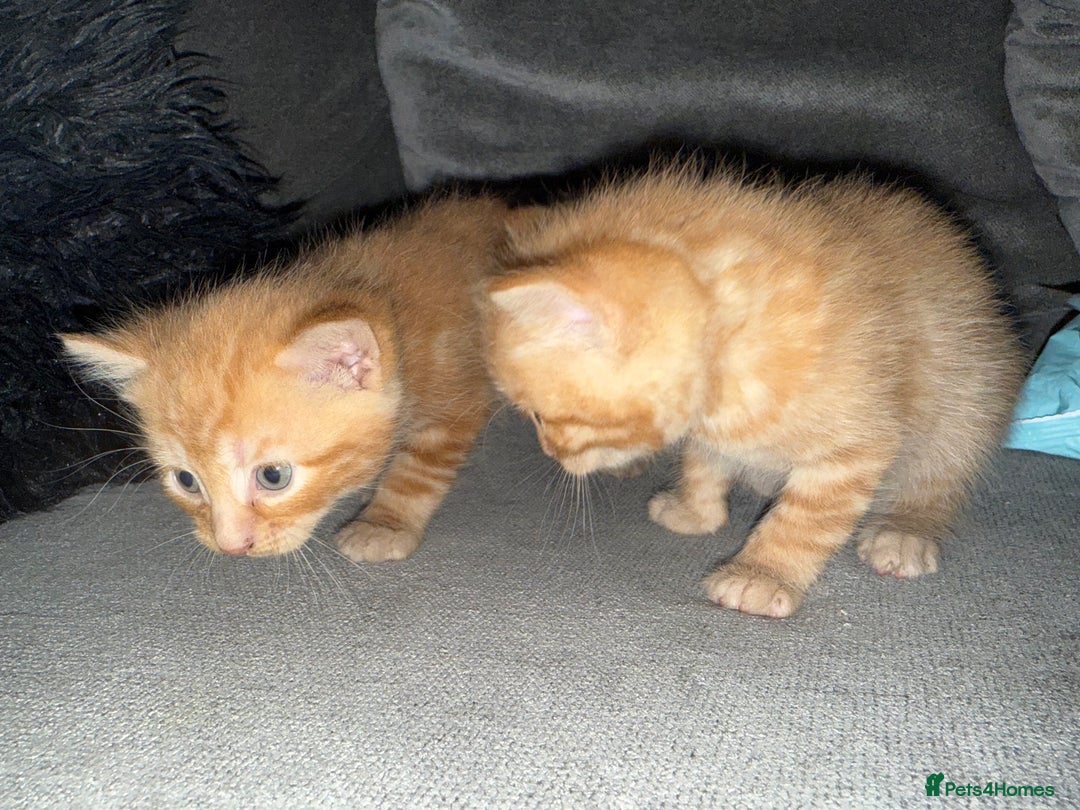 Mixed Breed cats for sale: Stunning kittens ready for new homes  - Advert 15