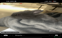 Lionhead rabbits for sale: Lion head baby rabbits  - Advert 3