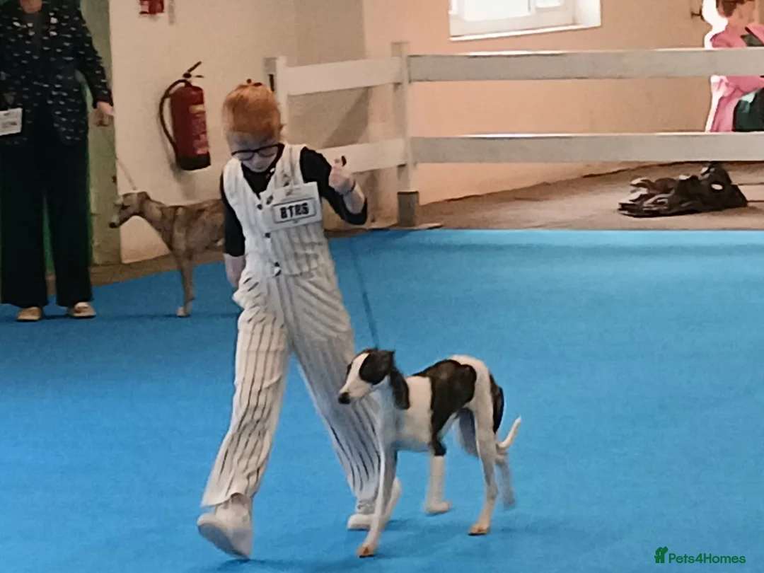 Whippet dogs for stud: KC Registered Whippet at stud - Advert 7