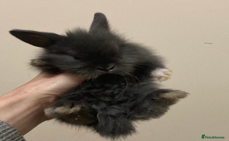 Mini Lion Lop rabbits - Advert 1