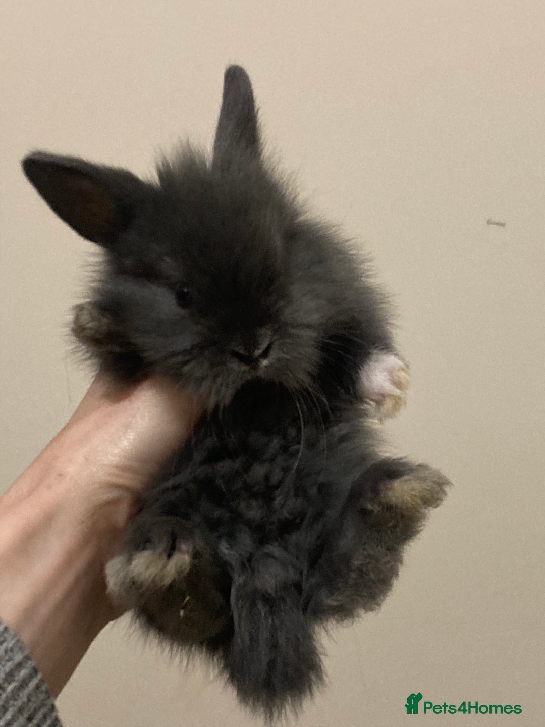 Mini Lion Lop rabbits for sale:  beautiful babies ready on the 18 October  - Image 1