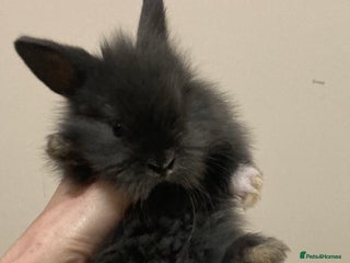 Mini Lion Lop rabbits - Advert 16