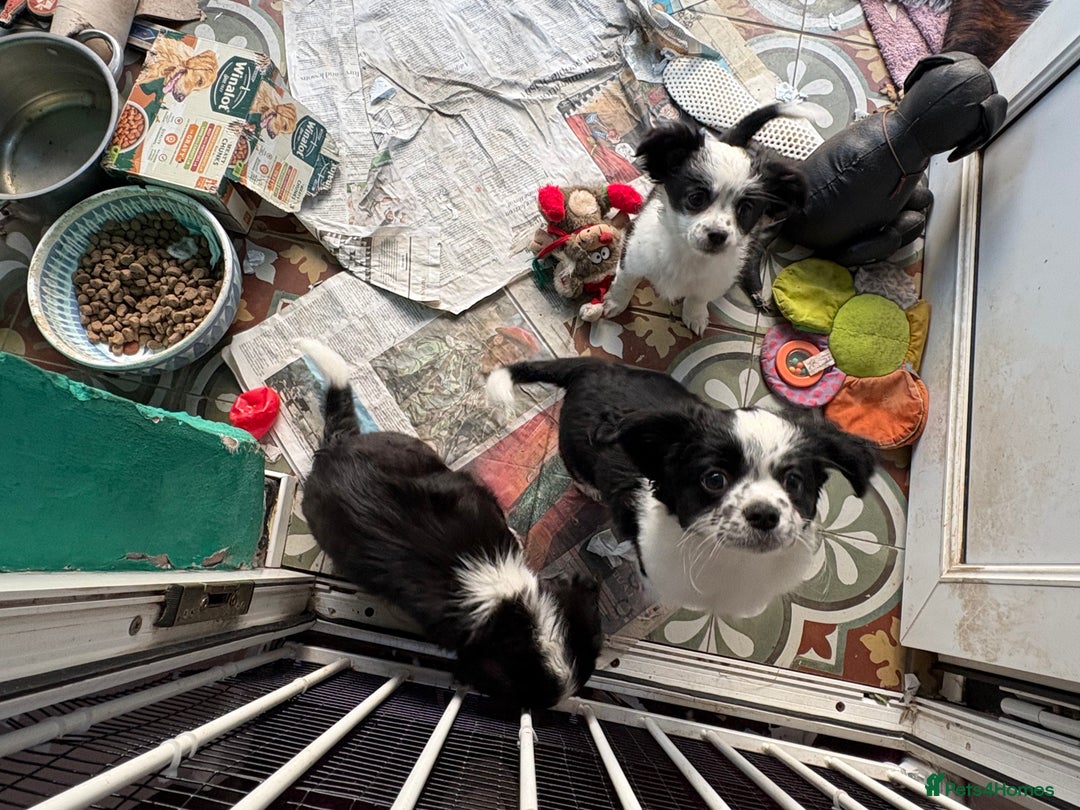 Mixed Breed dogs for sale: Chihuahua X puppies - Advert 2