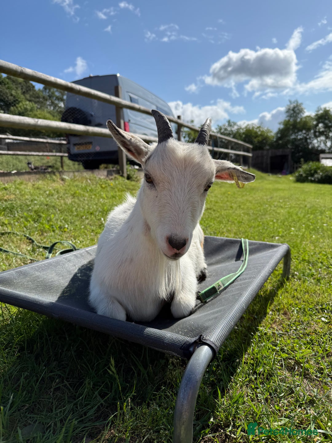 Goats livestock for sale: 3 x Wether Pygmy Goats  - Image 2