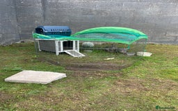 English rabbits for sale: 2 brothers I rehomed - Image 6
