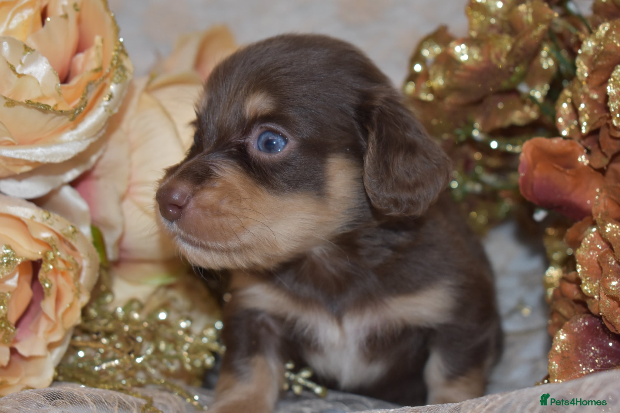 Miniature Dachshund dogs KC Long Coat Miniature Dachshund Puppies - Advert 1