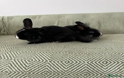 Mini Lion Lop rabbits for sale: Adorable Mini Lion Lops - Image 10