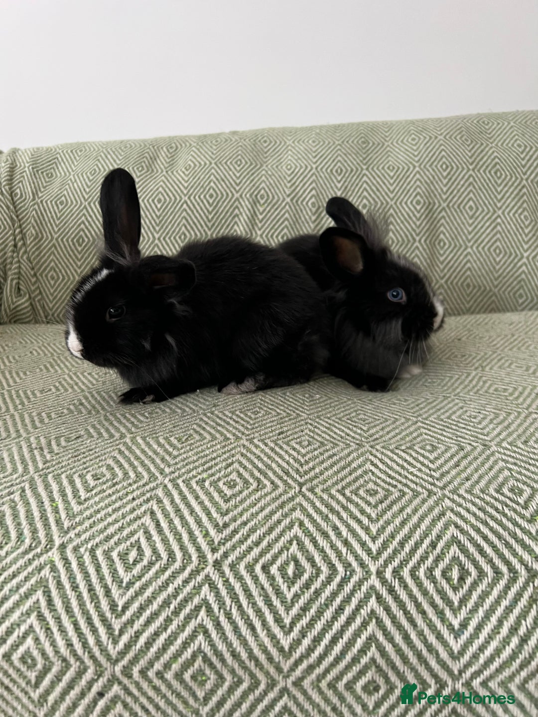 Mini Lion Lop rabbits for sale: Adorable Mini Lion Lops - Image 10