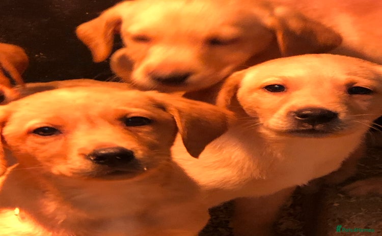 Labrador Retriever dogs - Advert 8