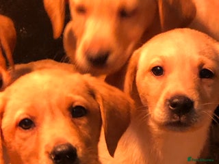 Labrador Retriever dogs - Advert 18