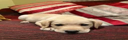 Labrador Retriever dogs for sale: UNEXPECTED sale of Yellow Labrador dog puppy - Advert 1