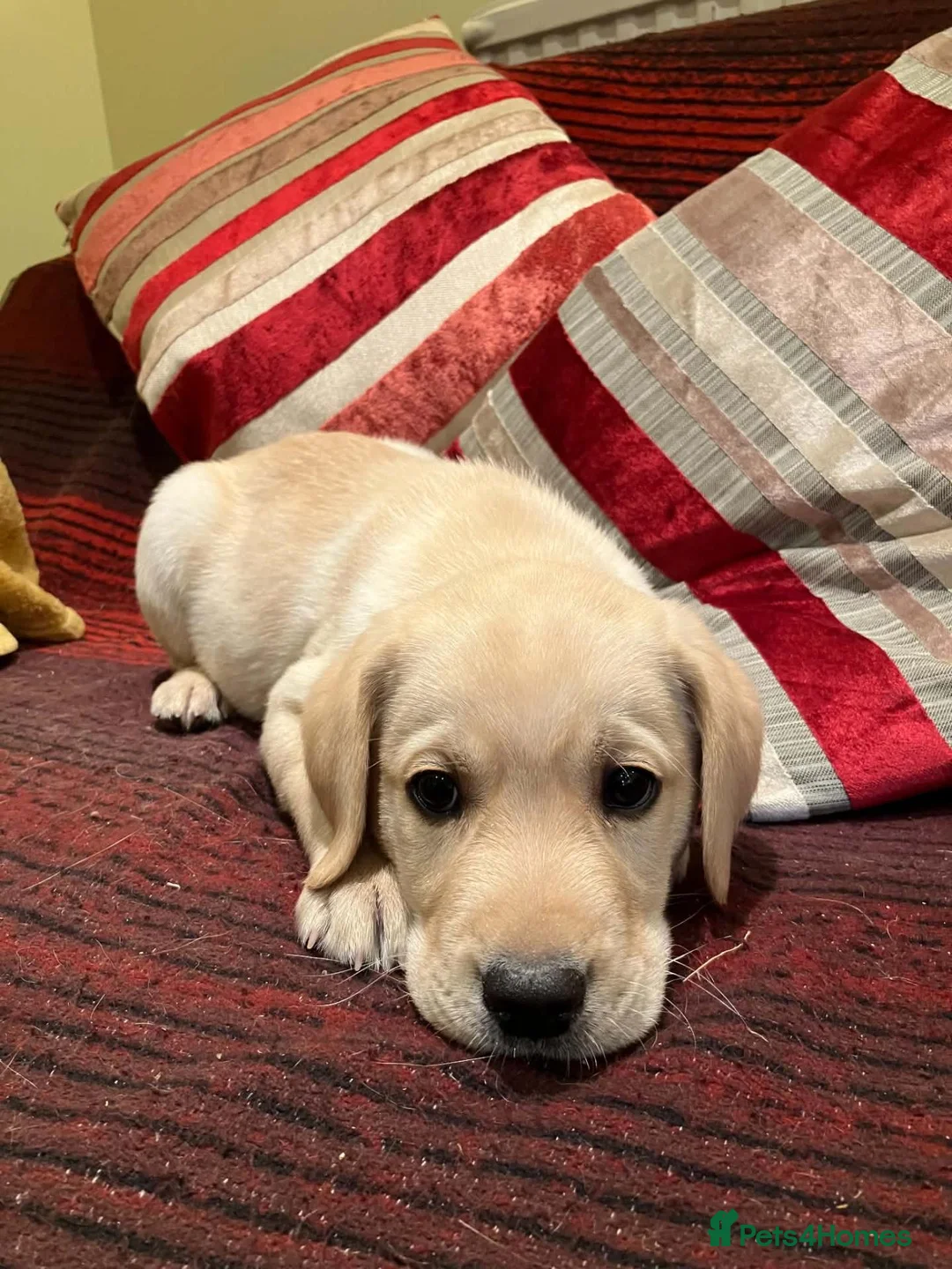 Labrador Retriever dogs for sale: UNEXPECTED sale of Yellow Labrador dog puppy - Advert 1