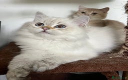 British Shorthair cats for sale: Adorable BSH kittens golden TiCA/ GCCF - Image 15