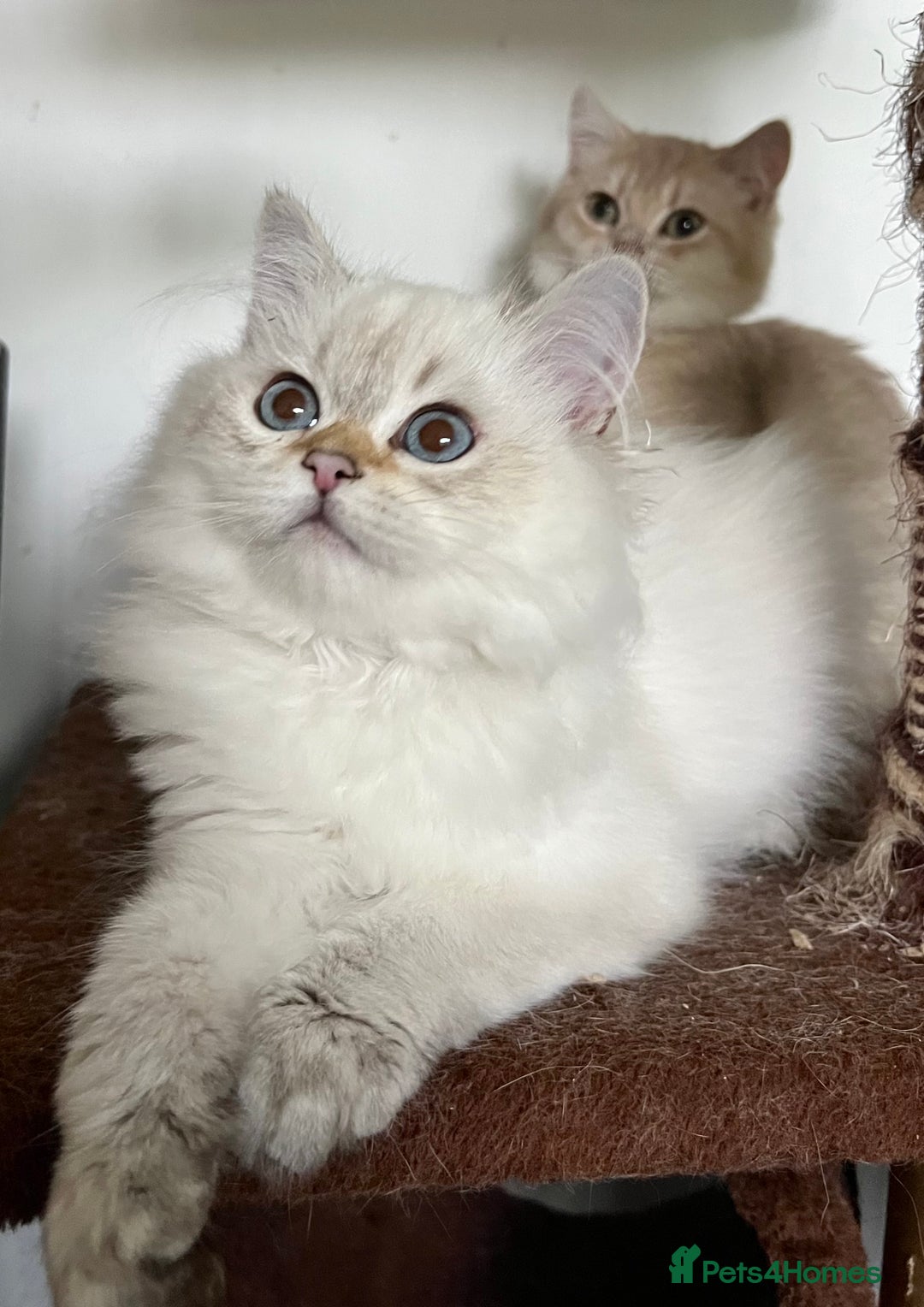 British Shorthair cats for sale: Adorable BSH kittens golden TiCA/ GCCF - Image 15