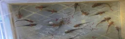 Other/Mixed Breed fish for sale: Axolotl babies in Stevenage - Advert 6