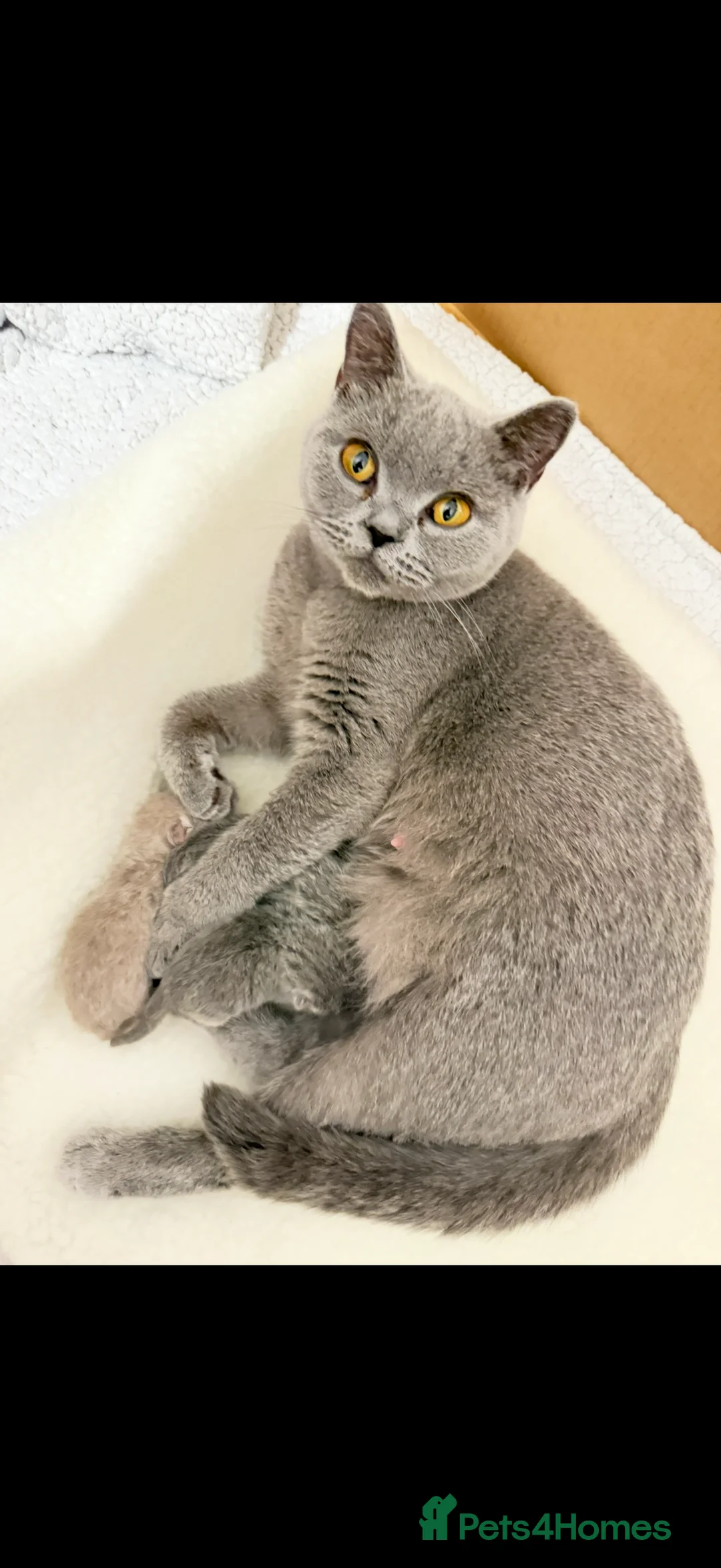 British Shorthair cats for sale: Blue Cream BSH Girl Available 🩷 - Advert 8