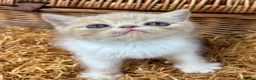 Exotic cats for sale: Chunky exotic female kitten - Advert 4