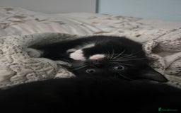 Mixed Breed cats for sale: 2 adorable boys READY TO GO - Image 3