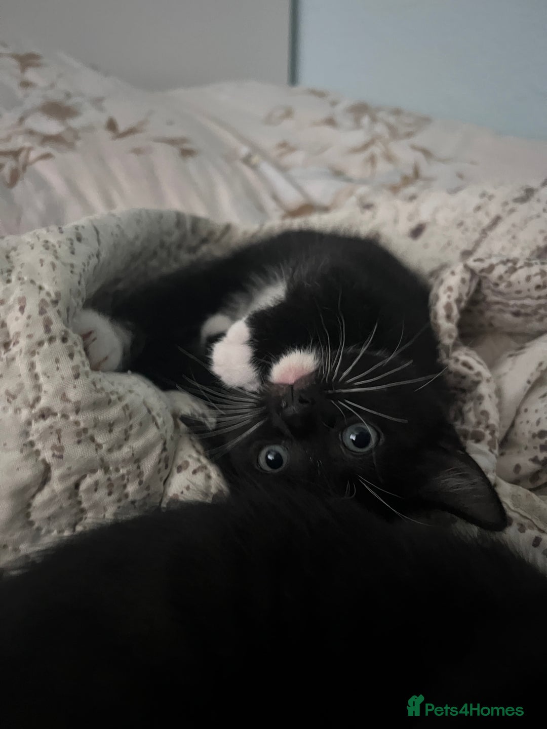 Mixed Breed cats for sale: 2 adorable boys READY TO GO - Image 3