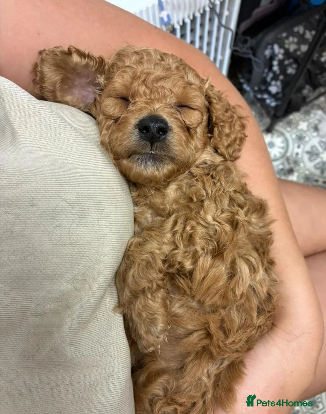 Cockapoo dogs for sale: Cockapoo Puppies Looking for Loving Homes - Advert 2