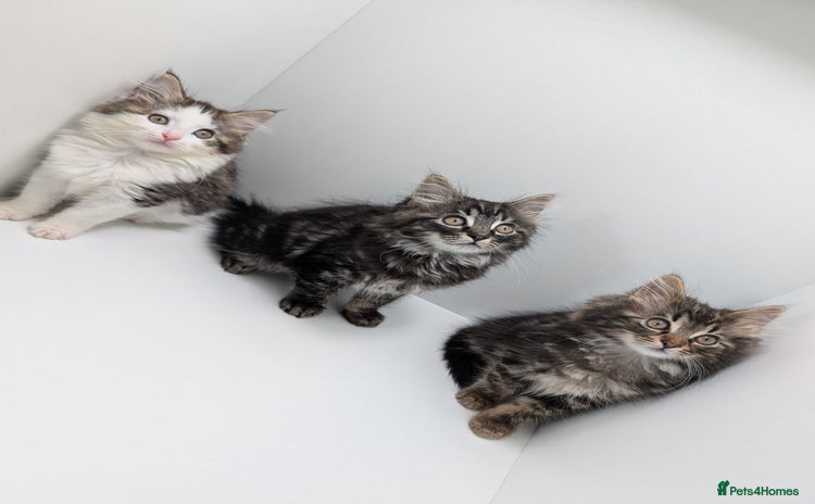 Maine Coon cats for sale - Advert 3