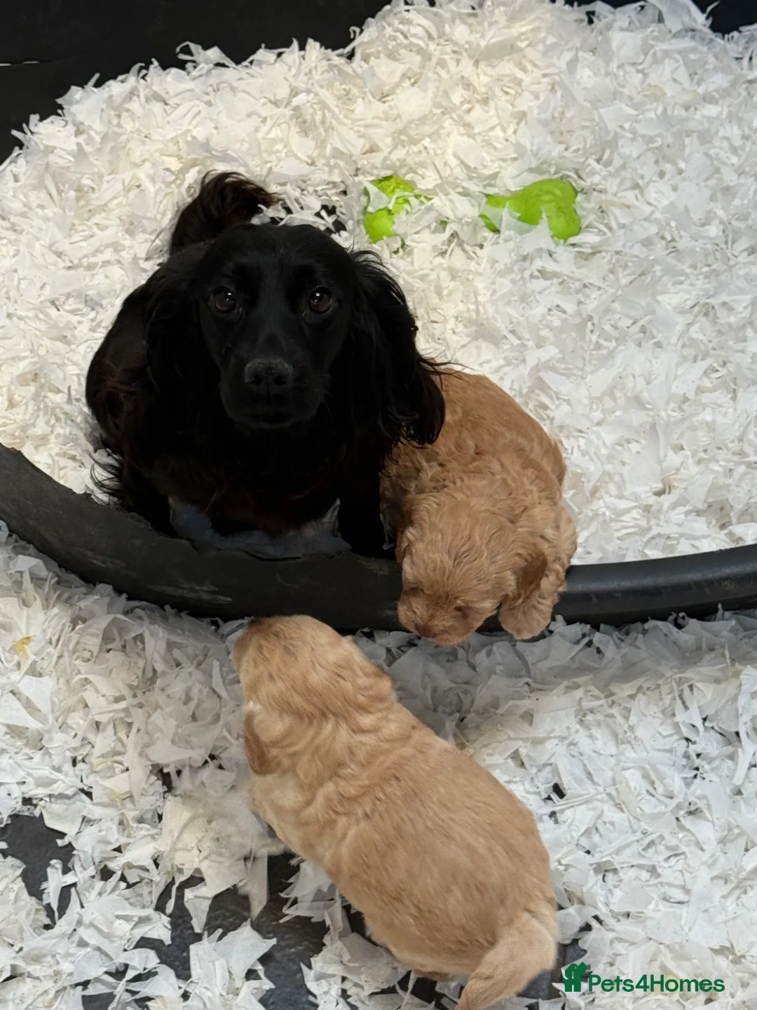 Cockapoo dogs for sale: Stunning F1 Cockapoos - Advert 2