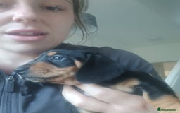 Miniature Dachshund dogs for sale: K.C Beautiful miniature daschunds - Image 17