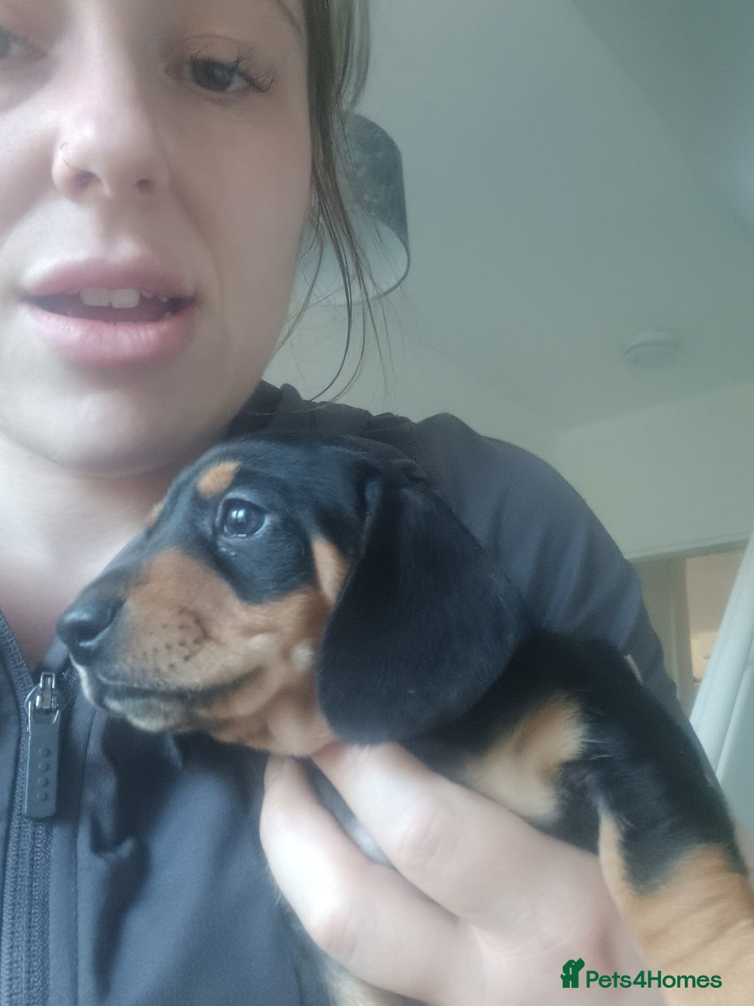 Miniature Dachshund dogs for sale: K.C Beautiful miniature daschunds - Image 17