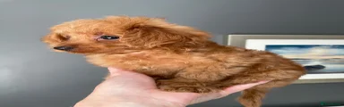 Cockapoo 9