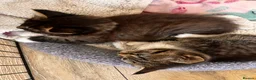Mixed Breed cats for sale: 3 mixed breed kittens   in Brierley Hill - Advert 16