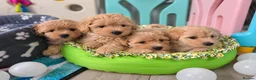 Maltipoo dogs for sale: Beautiful F1 Maltipoo Puppies  - Advert 8