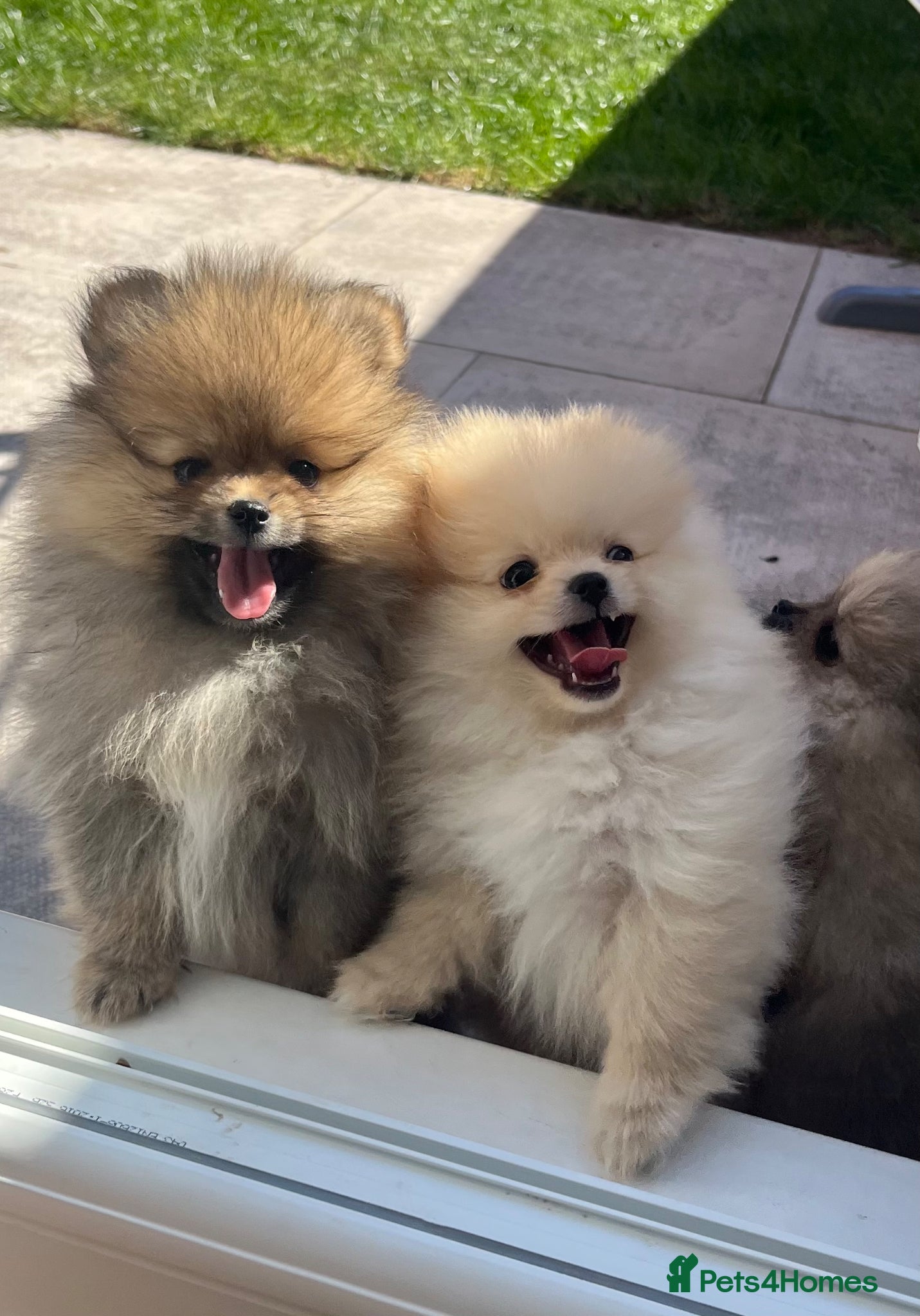 Pomeranian dogs Pure-Breed Toy Pomeranians  - Advert 6