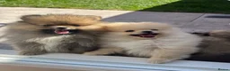 Pomeranian dogs for sale: Pure-Breed Toy Pomeranians  - Advert 7