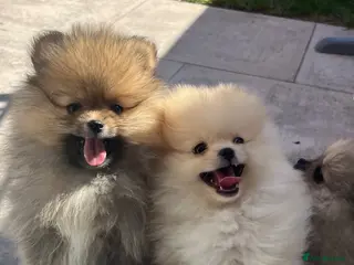 Pomeranian dogs Pure-Breed Toy Pomeranians - Advert 6