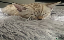 Bengal cats for sale: Snow Boy Ready to go - Image 3