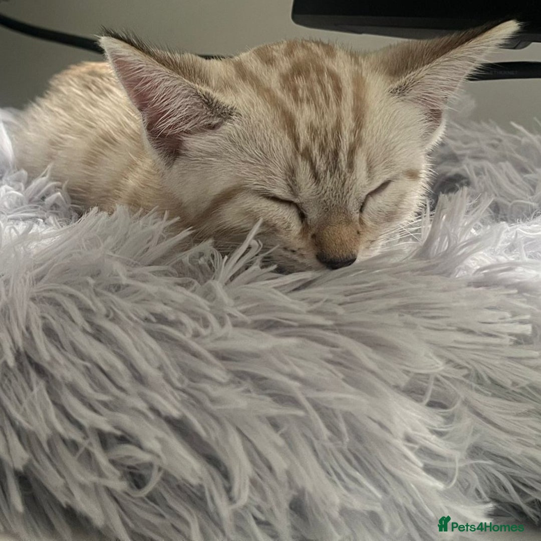 Bengal cats for sale: Snow Boy Ready to go - Image 3