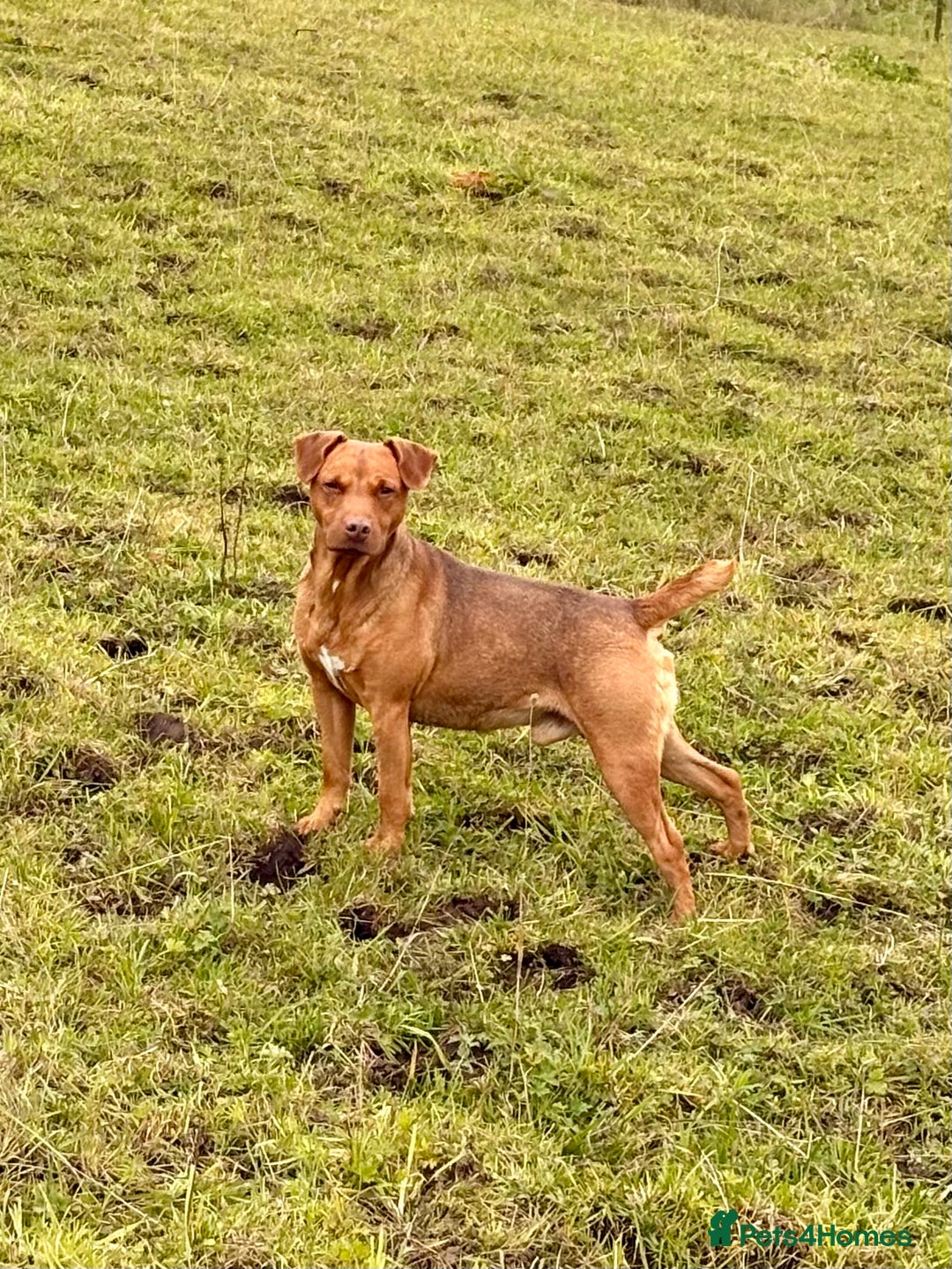 Patterdale Terrier dogs for sale: Ready Late December  - Advert 4
