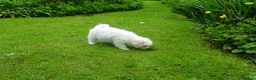 Bichon Frise dogs for sale: Beautiful Bichon Frise Puppy - Advert 5