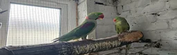 Parrots birds for sale: Alexandrine breeding pair, male baby, Finches pair - Advert 2