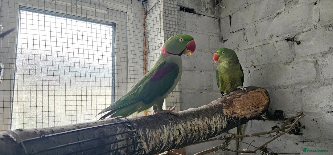 Parrots birds for sale: Alexandrine breeding pair, male baby, Finches pair - Advert 2