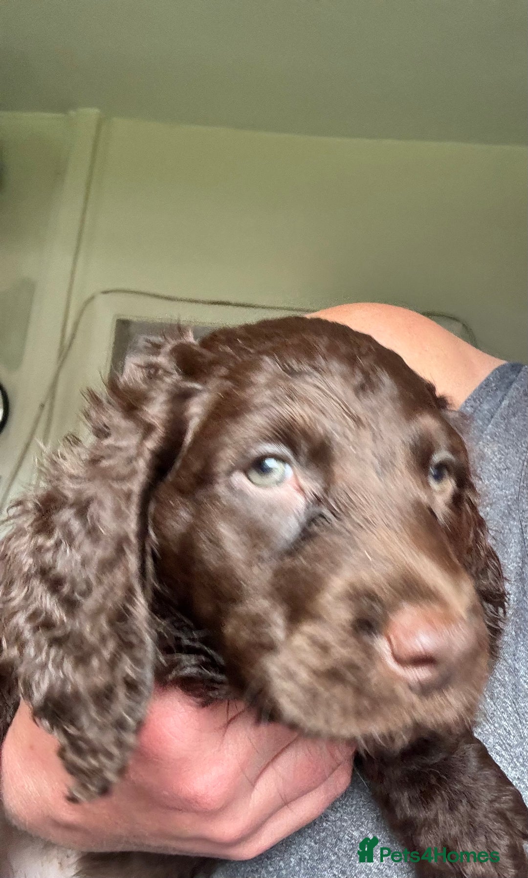 Cocker Spaniel dogs for sale: Cocker Spaniel pups. Ready 27/09/25 - Image 7