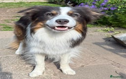 Border Collie dogs for stud: Health tested Blue Tricolour Border Collie Stud  - Image 3