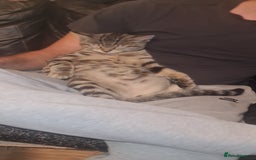Bengal cats for sale: Mixed bengal kittens   - Image 1