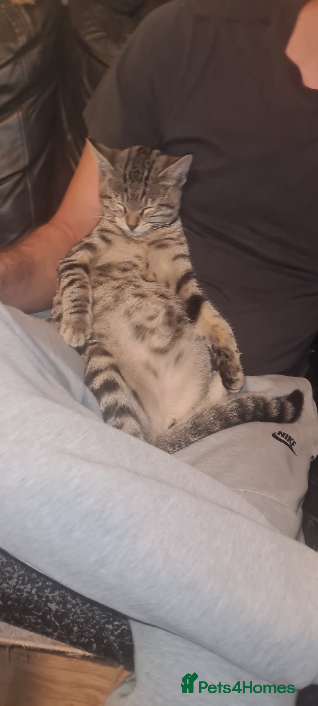 Bengal cats for sale: Mixed bengal kittens   - Image 1